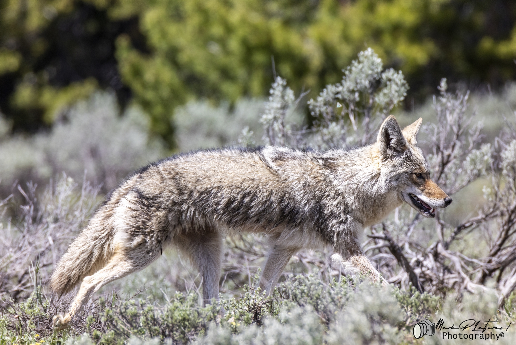 Coyote, Grand Teton National Park